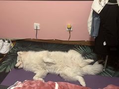-唐小姐の猫狗洗护·购宠旗舰店(周浦万达店)