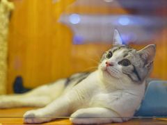 -Pets First伊珊娜洗护·精致美容·家庭式寄养(新会路店)
