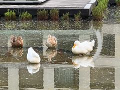 -蔓兰家的四季S0餐厅·融合菜(当代MOMA店)