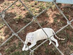 -西霞口神雕山野生动物世界