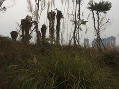 -眉山湿地公园(东坡区)