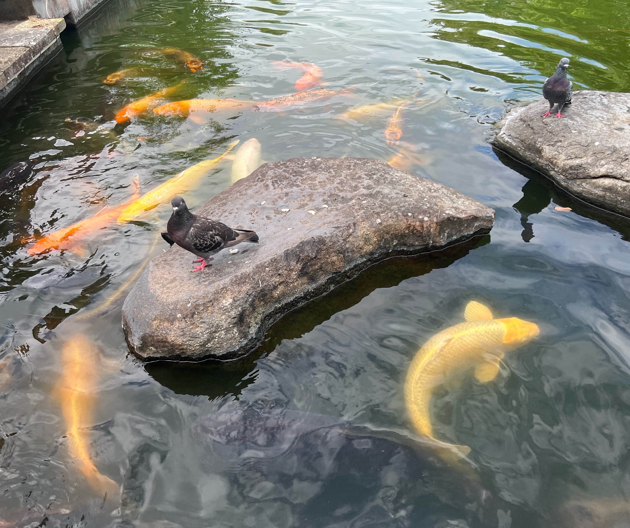 观音桥鲤鱼池图片