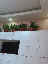 -香薇妮丝·定制减肥·身材管理