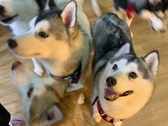 -Husky Go! 哈士奇体验馆·宠物咖啡厅狗咖