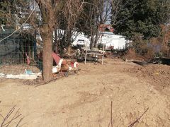 -胜丰草莓采摘园