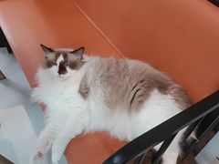 -豆逗聊愈猫阁Easy Life
