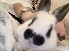 -浣熊柯尔鸭土拨鼠·电玩咖
