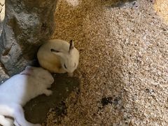 -zoonana室内动物园(东方福来德店)