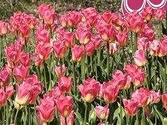 -玄武湖景区-情侣园游乐场