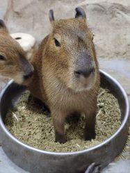 -Zoolung Zoolung动物主题公园(海信广场店)