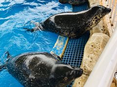 -芜湖新华联大白鲸海洋公园