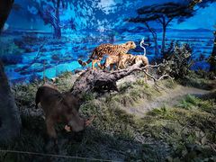 -国家自然博物馆