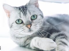 -爱宠屋pet shop·宠物洗澡·宠物美容