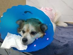 -伟伟宠物医院·CT影像中心·瑞派犬猫综合性门诊(汉口总院)