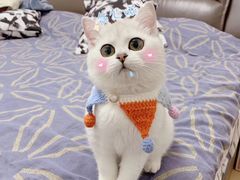 -东方名猫馆·英短金渐层布偶猫舍(环线广场1号楼店)