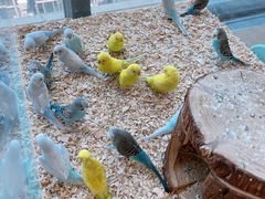 -怪兽屋·羊驼·猫咖·狗咖(俊华广场店)