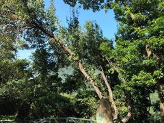 -梧桐山风景名胜区