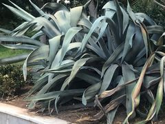 -奥林匹亚宙斯神庙