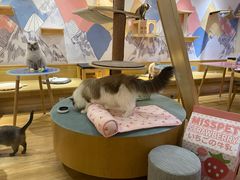 -滚猫咖啡·猫咖·猫友好撸猫(未来城店)