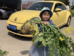 -樂桃源奉贤黄桃种植采摘基地
