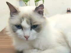 -楼上猫咖(罗湖店)