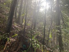 -缙云山景区