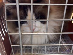 -贝康宠物医院·犬猫全科·小动物特色诊疗中心(东环路店)