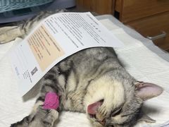 -纳吉亚猫专科动物医院博雅分院