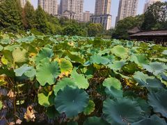 -龙头寺公园