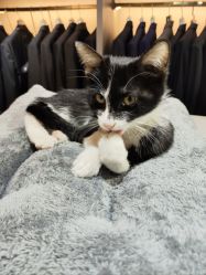 -ChenV西服礼服高级定制(市区养育巷店)