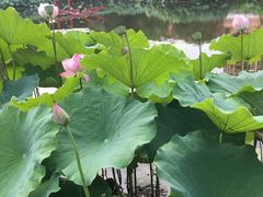 -陈家山荷花公园