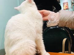 -猫小院猫主题餐厅(三里屯店)