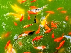 -寂照庵