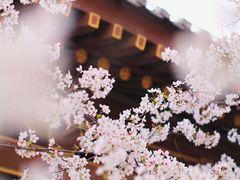 -西安青龙寺遗址景区