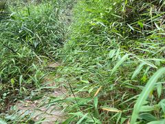 -南山植物园