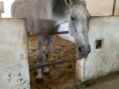 -松声马术俱乐部