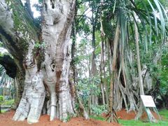 -瑞丽独树成林风景区