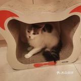 从救助到成为猫奴，从无奈到不舍只是不经意间