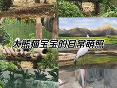 -成都动物园