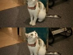 -猫色咖啡·猫咖