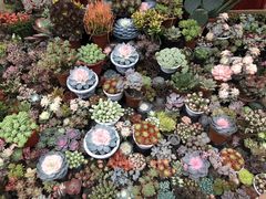 -秦美花卉(天朗·莱茵小城2期店)