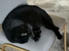 -猫里有甜