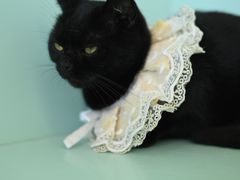 -怪兽屋·羊驼·猫咖·狗咖(俊华广场店)