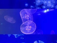 -海合安武汉极地海洋公园