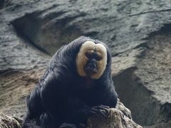 -红山森林动物园