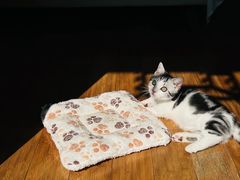 -小猫来了·猫舍(红山六九七九店)