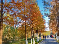 -昆山城市生态森林公园
