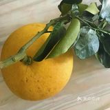 过年啦，家家户户的客厅上，水果是必不可少的