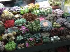 -万商花鸟市场