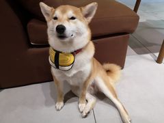 Matcha-柴务处·柴犬主题狗咖